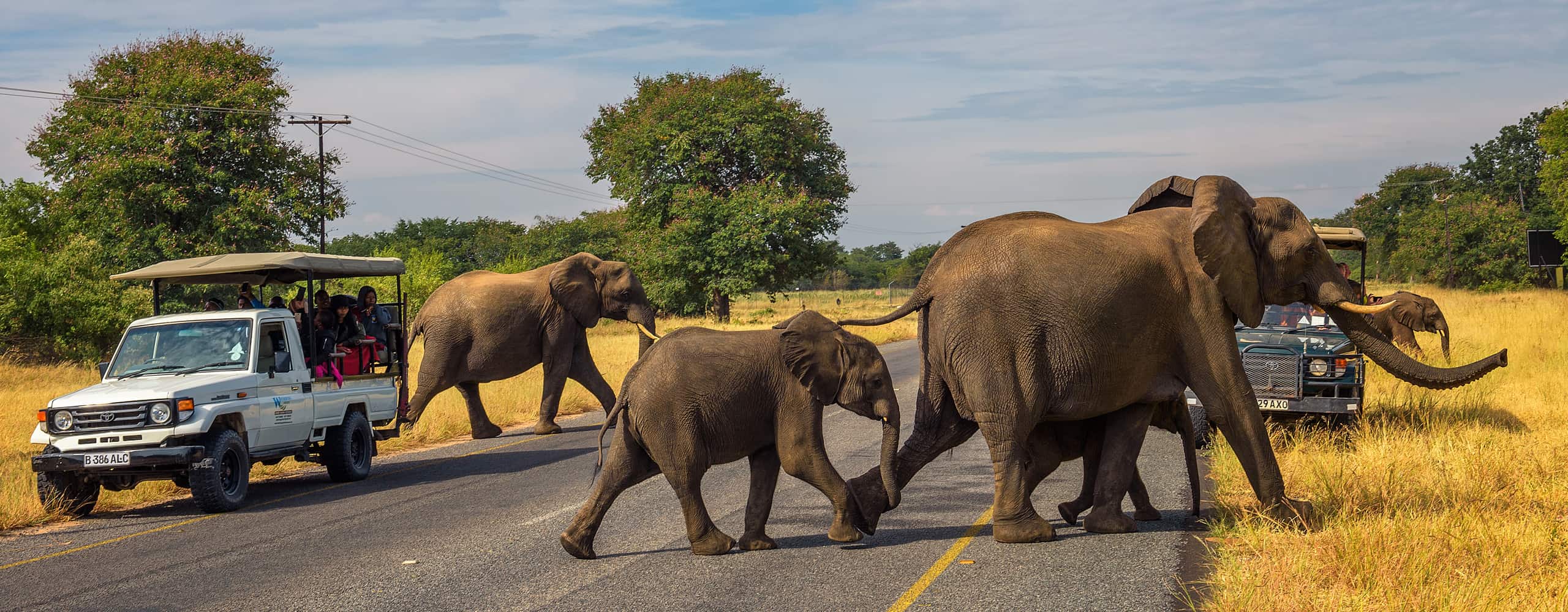 Elephants In Chobe National Park, Botswana
